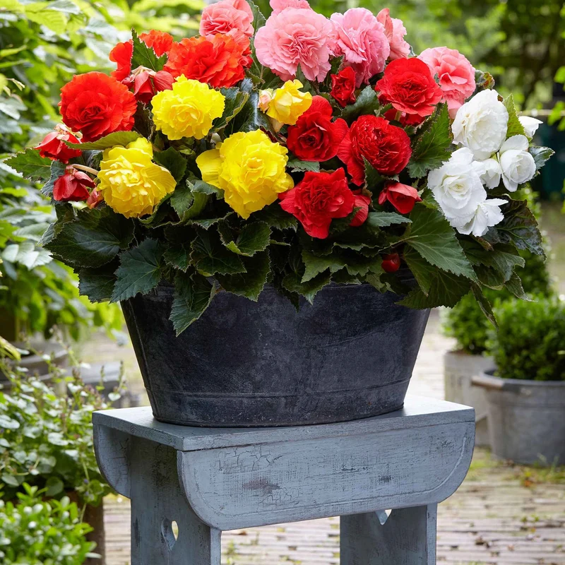 6 Bégonias multiflora Non Stop en mélange