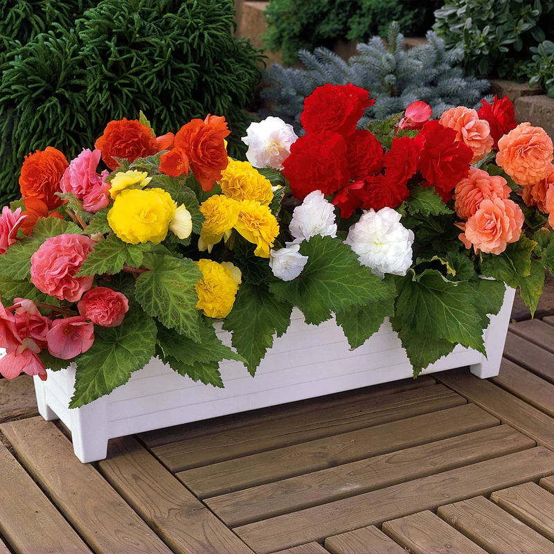 6 Bégonias multiflora Non Stop en mélange