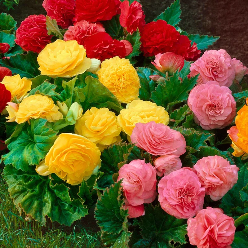 6 Bégonias multiflora Non Stop en mélange