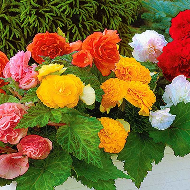6 Bégonias multiflora Non Stop en mélange