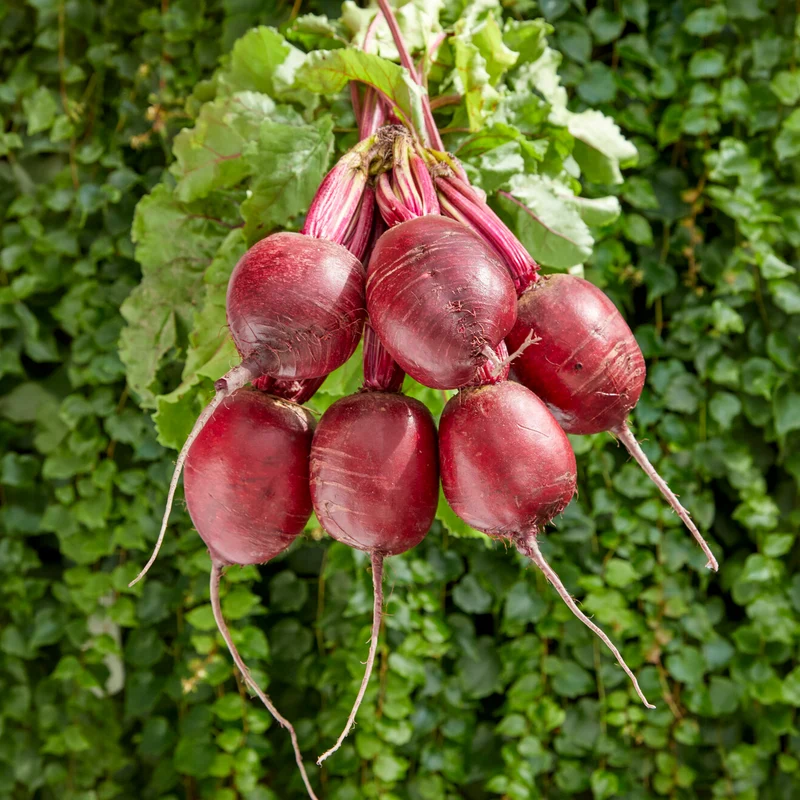 Betterave rouge Kogel 2