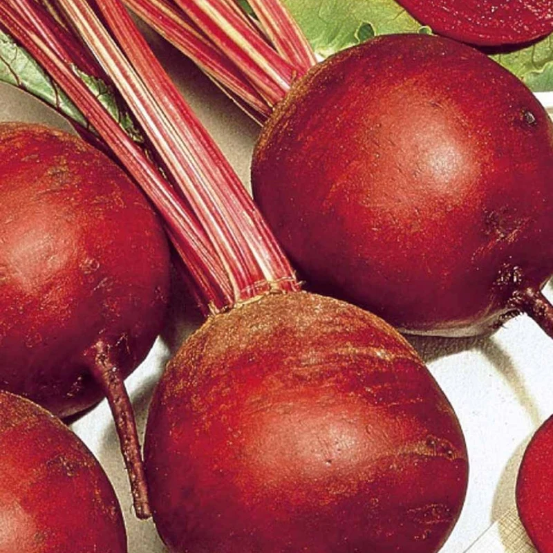 Betterave rouge Kogel 2