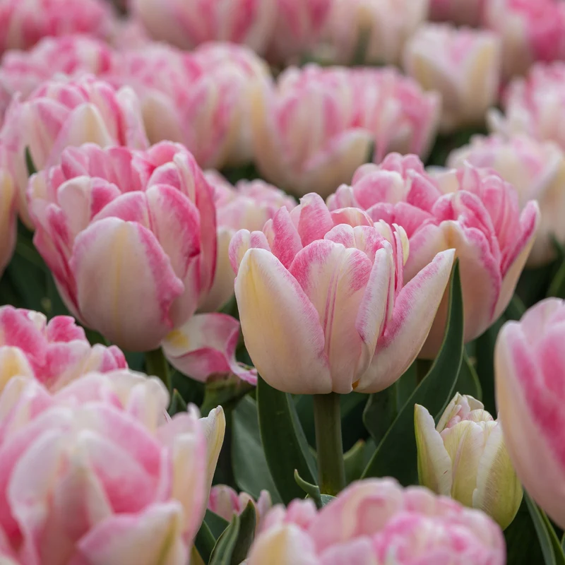 10 Tulipes à fleur de pivoine Foxtrot