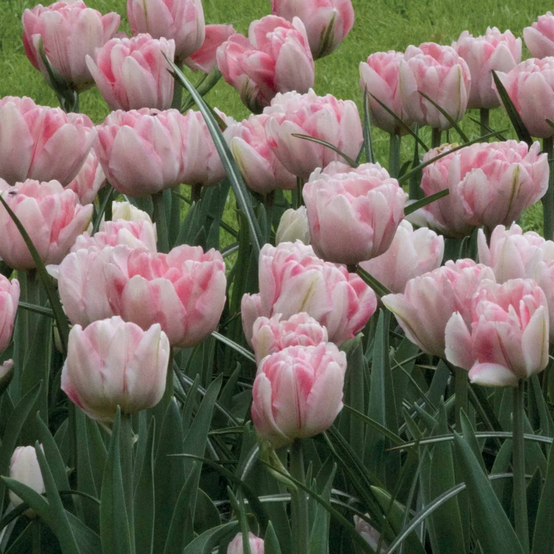 10 Tulipes à fleur de pivoine Foxtrot