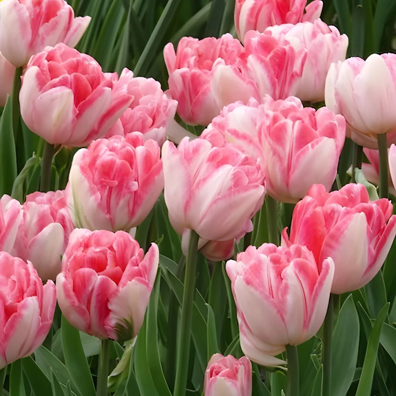 10 Tulipes à fleur de pivoine Foxtrot