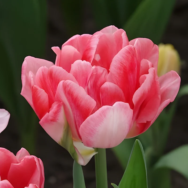 10 Tulipes à fleur de pivoine Foxtrot
