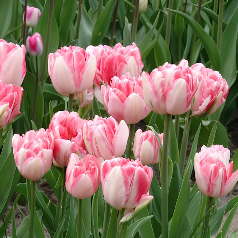 10 Tulipes à fleur de pivoine Foxtrot