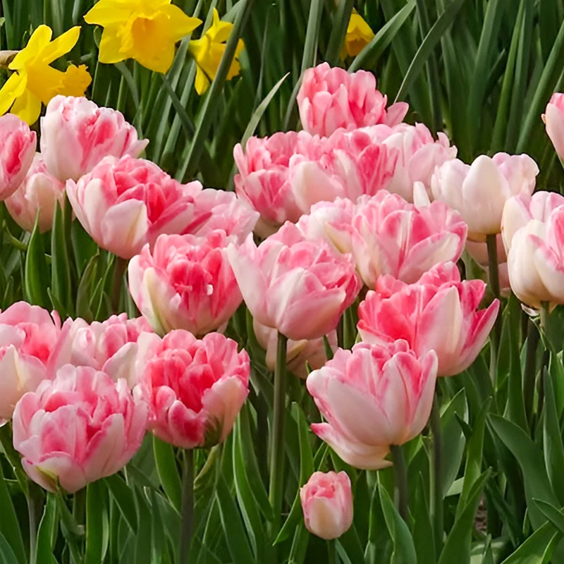 10 Tulipes à fleur de pivoine Foxtrot
