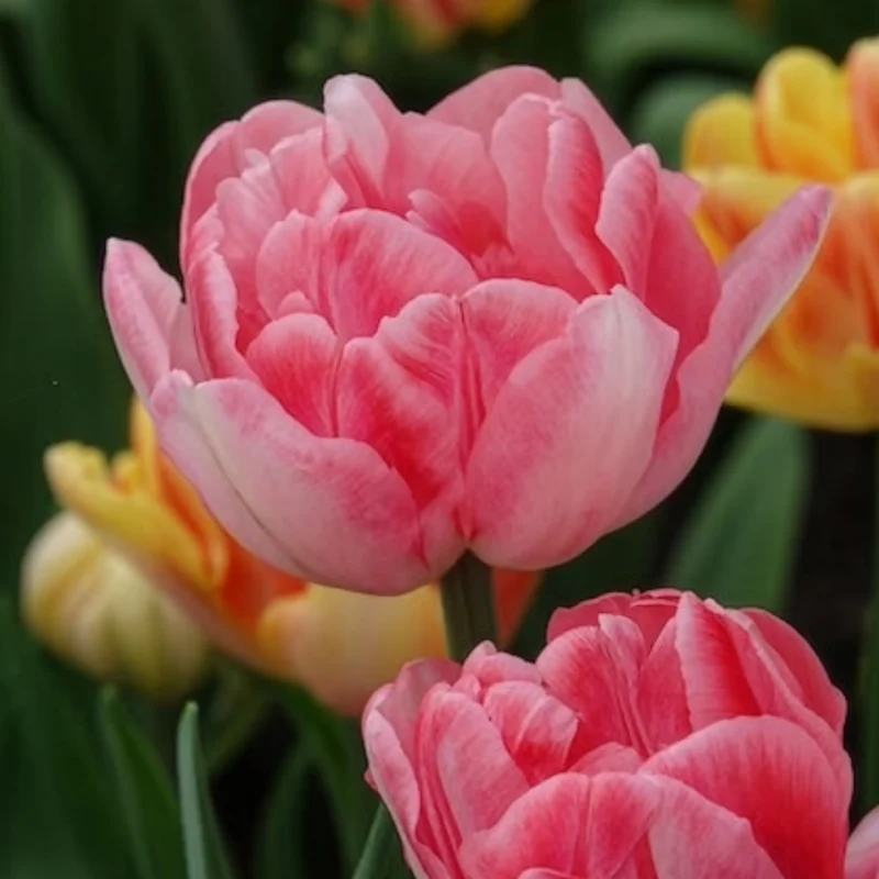 10 Tulipes à fleur de pivoine Foxtrot