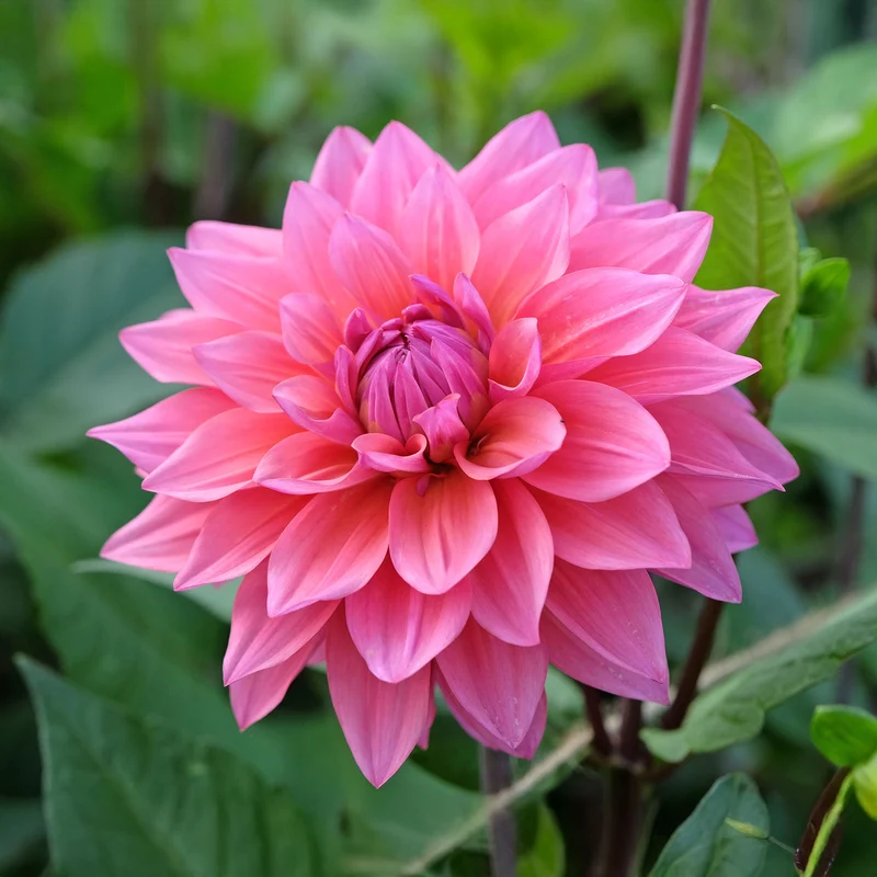 Dahlia Feline Yvonne