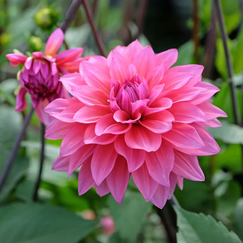 Dahlia Feline Yvonne