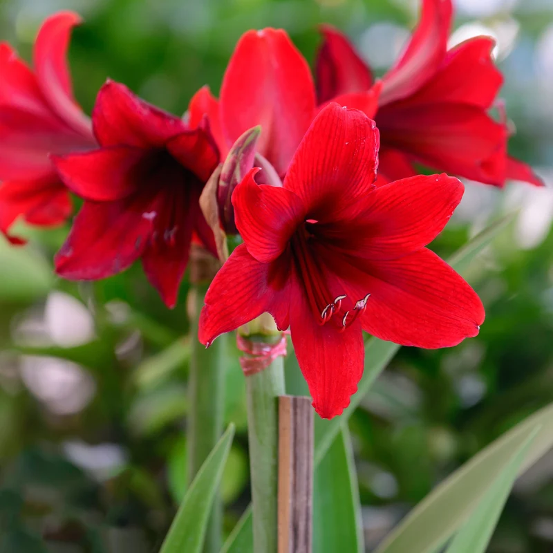 Wax Amaryllis Magic White