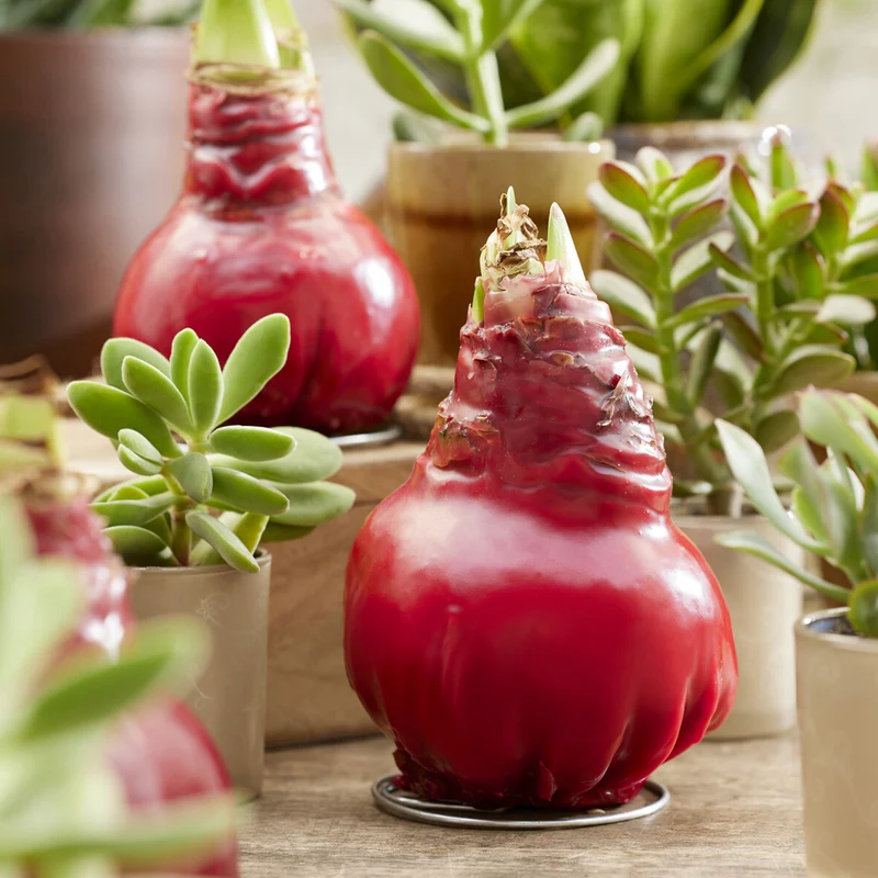Wax Amaryllis Gloss X Mas Red