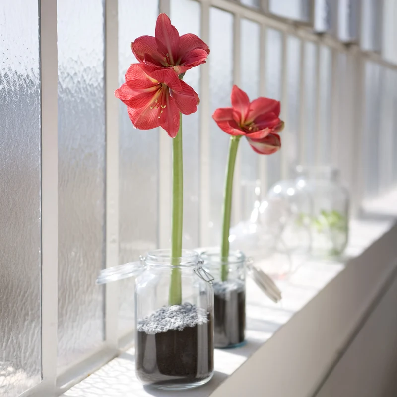 Wax Amaryllis Gloss X Mas Red