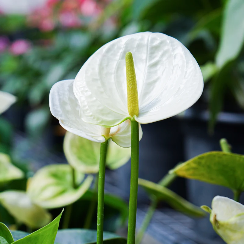 Anthurium blanc