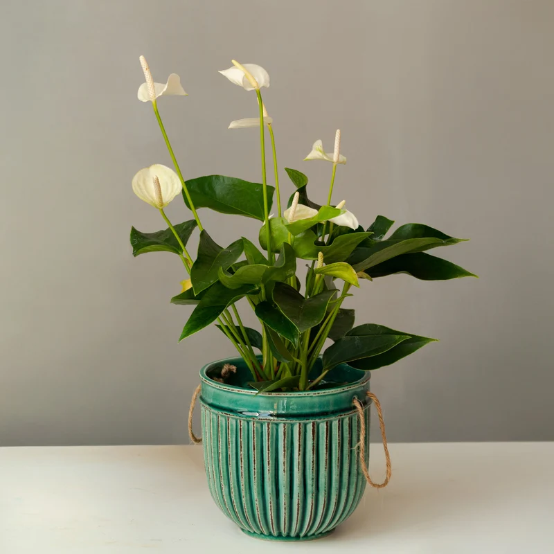 Anthurium blanc