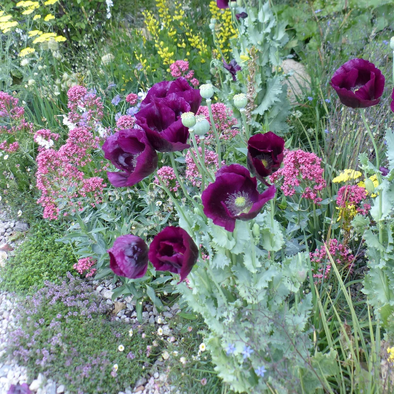 Pavot annuel Lauren's Grape