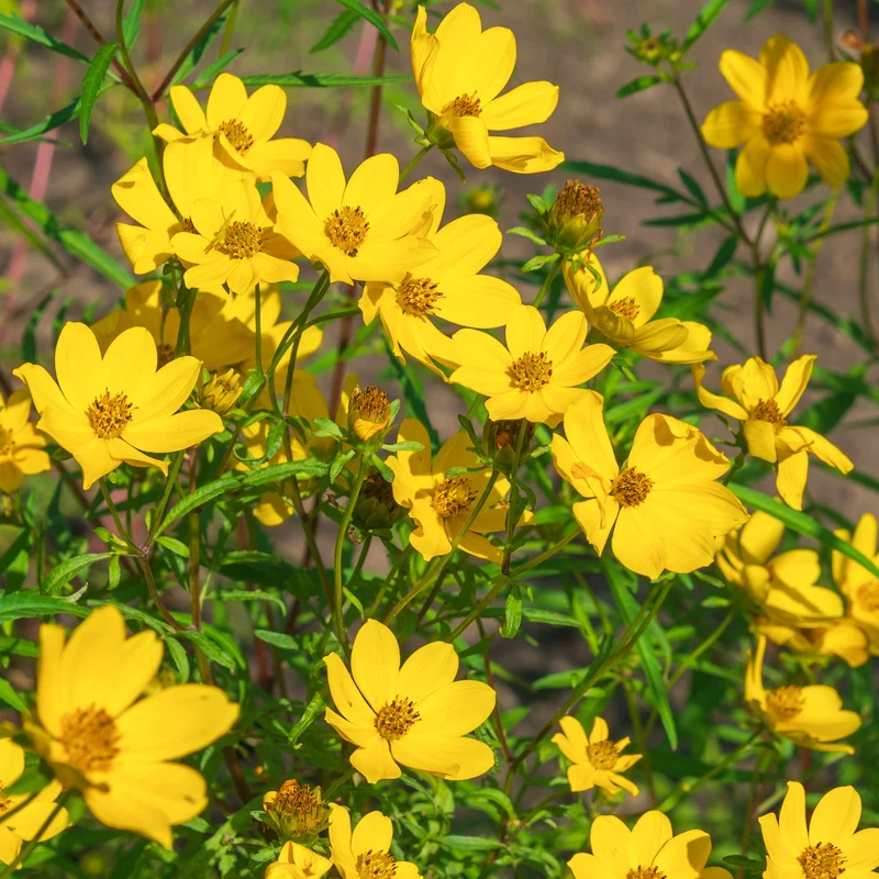 Bidens jaunes
