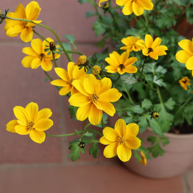 Bidens jaunes