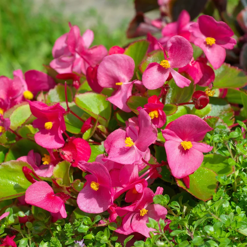 Bégonia semperflorens rose