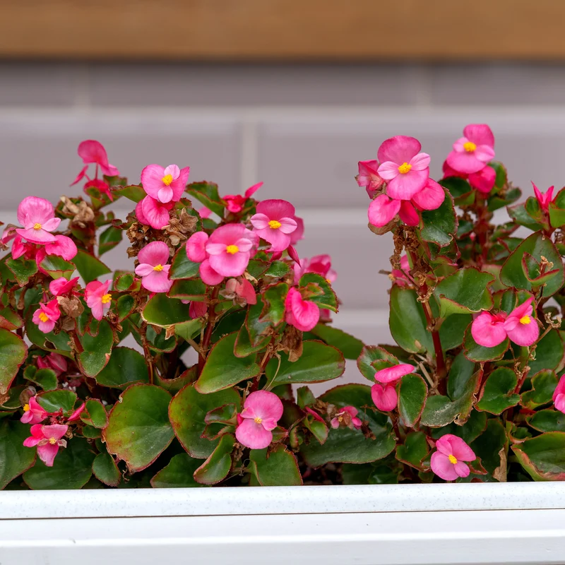 Bégonia semperflorens rose