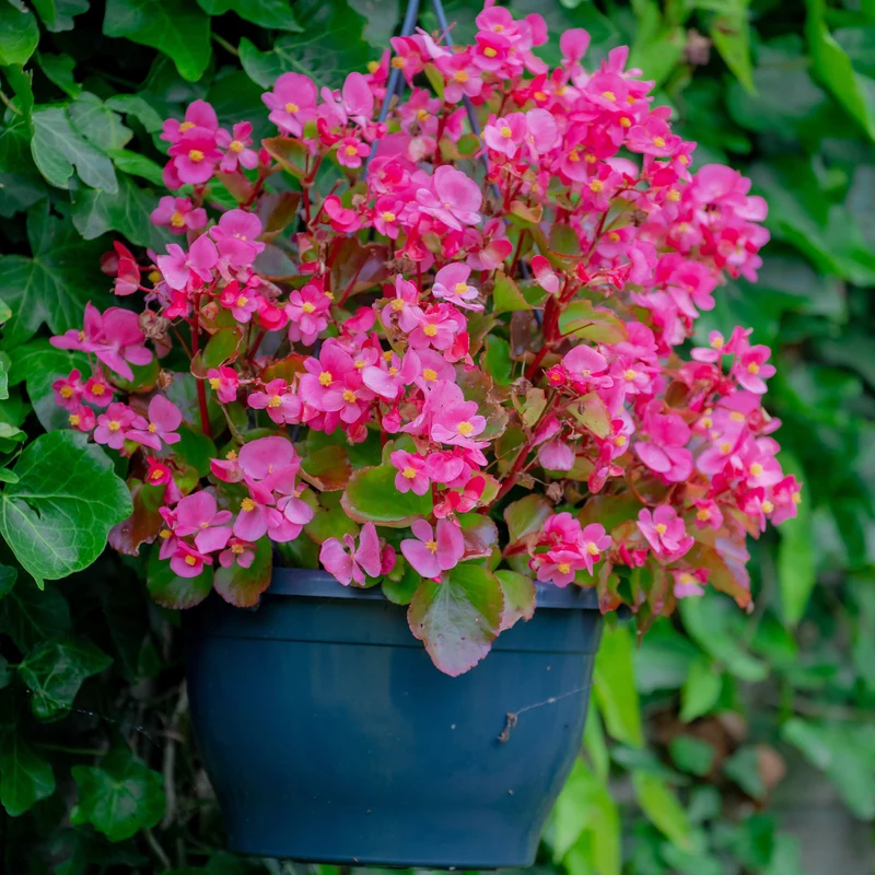 Bégonia semperflorens rose