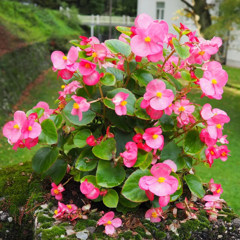 Bégonia semperflorens rose