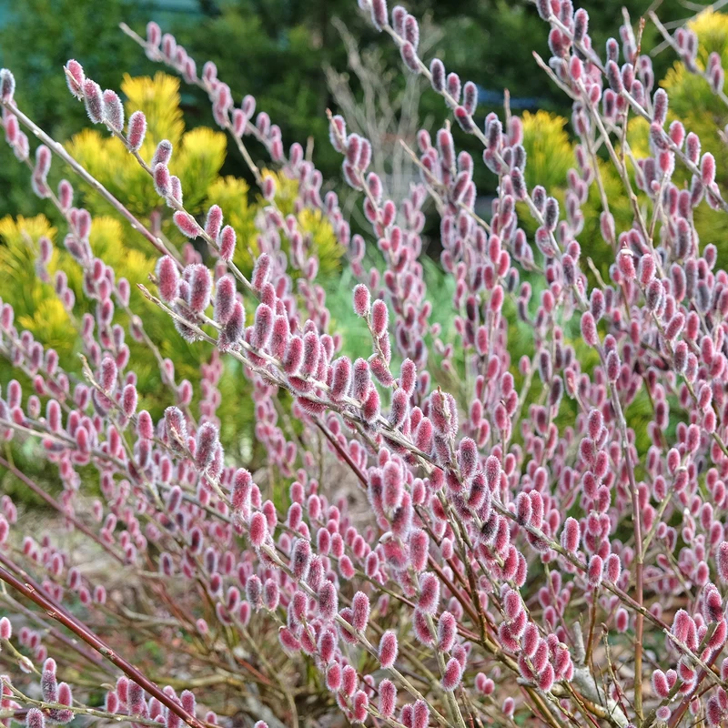 Saule à chatons roses sur tige