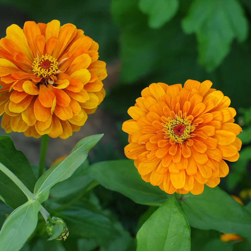 Zinnia orange