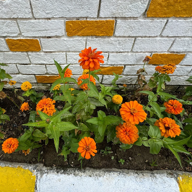 Zinnia orange