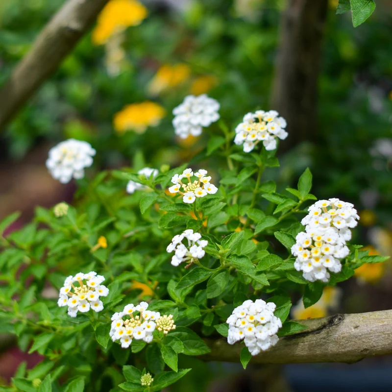 Lantana blanc
