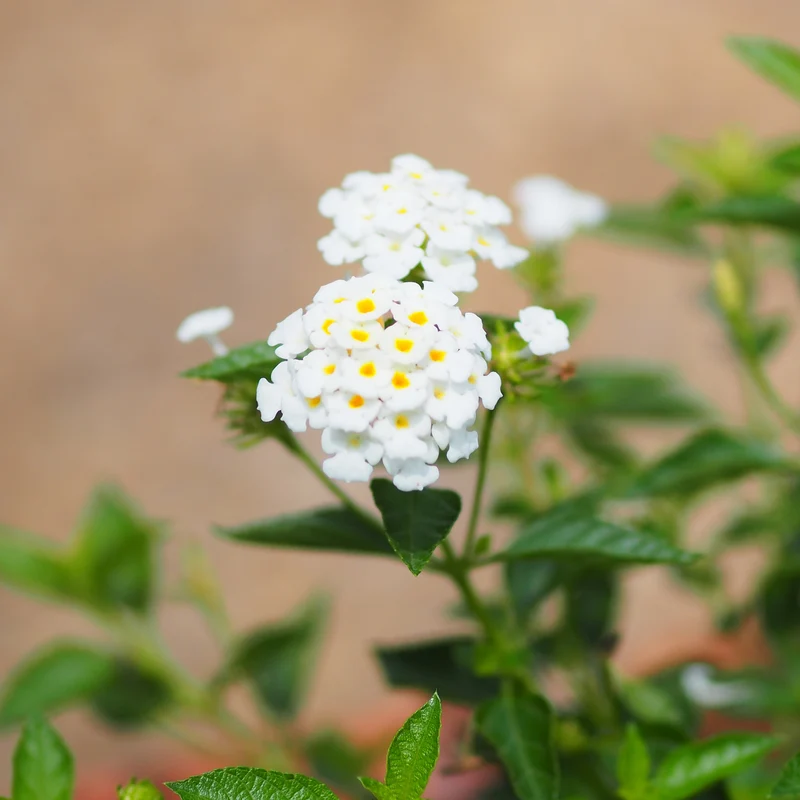 Lantana blanc