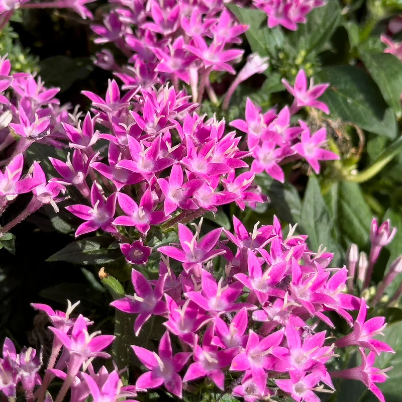 Pentas rose