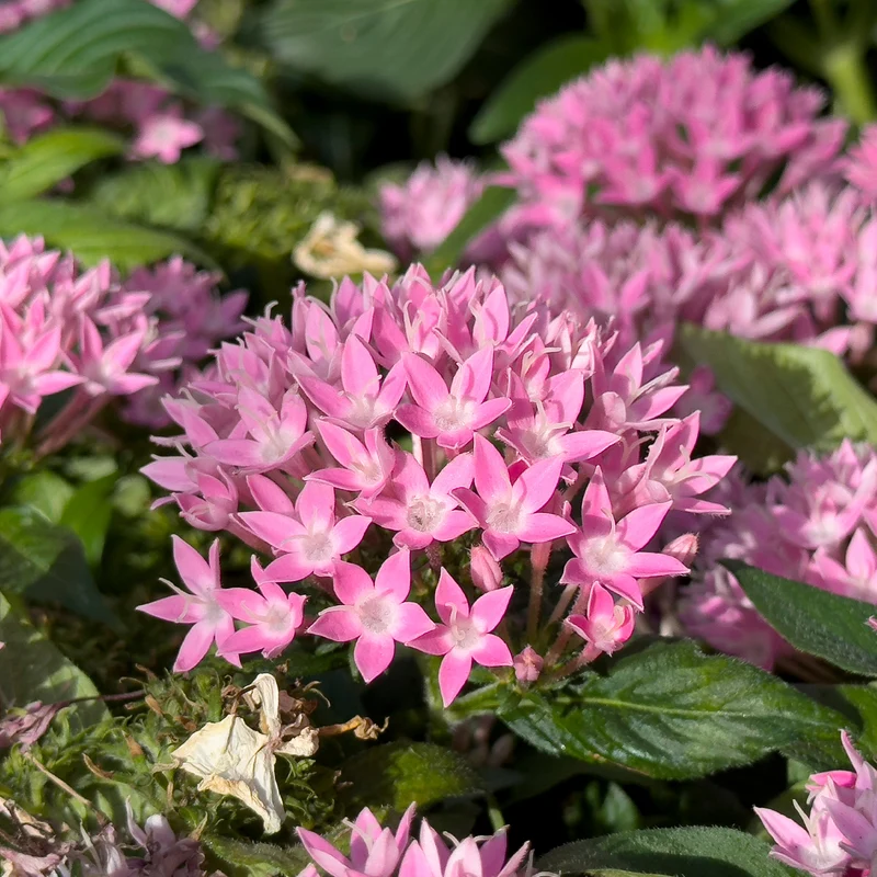Pentas rose