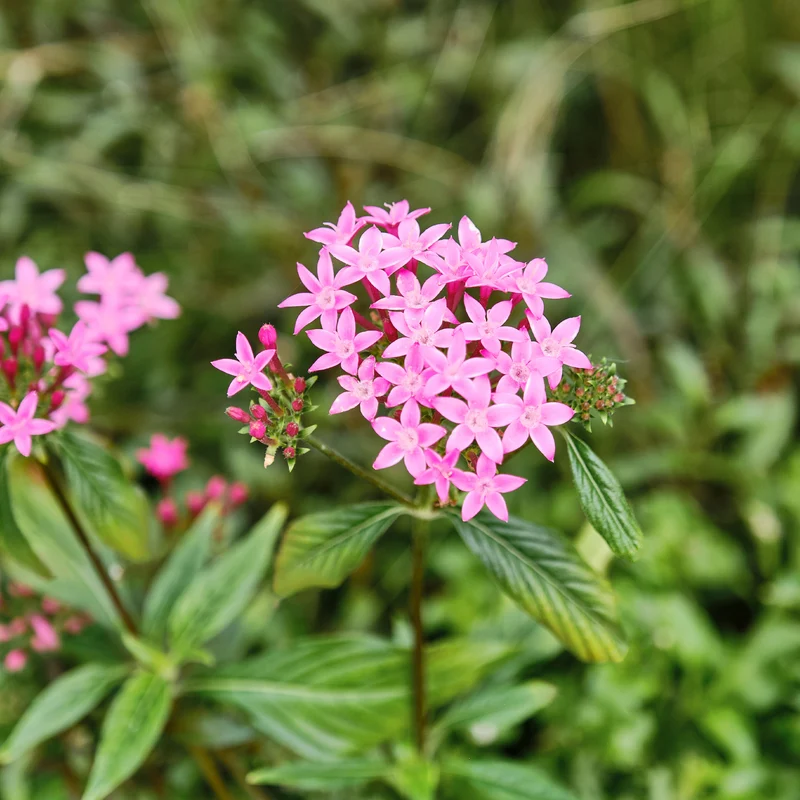 Pentas rose
