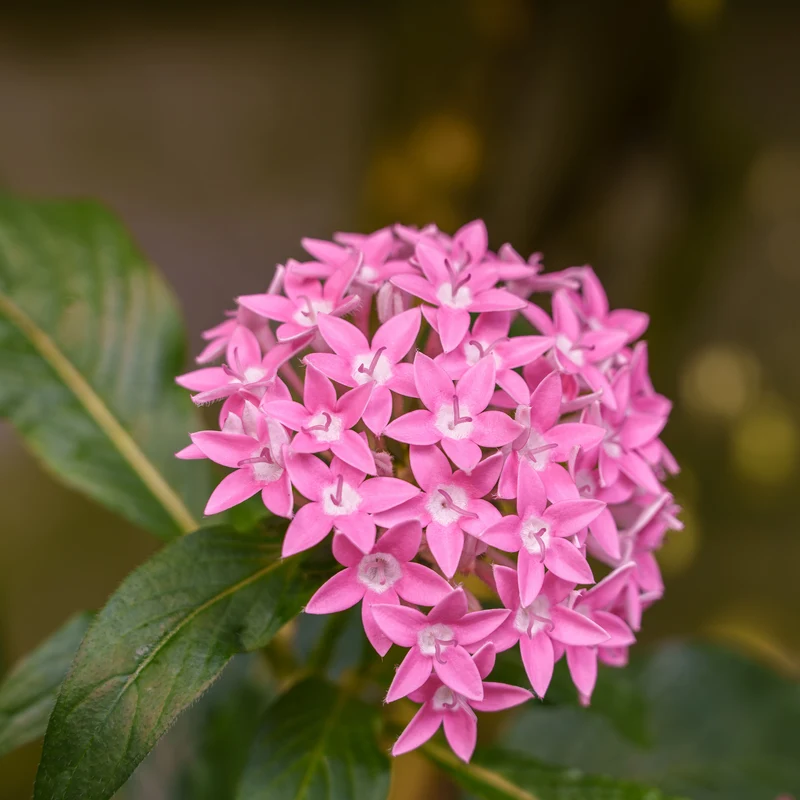 Pentas rose