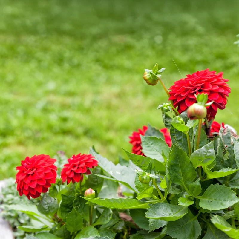 Dahlia rouge