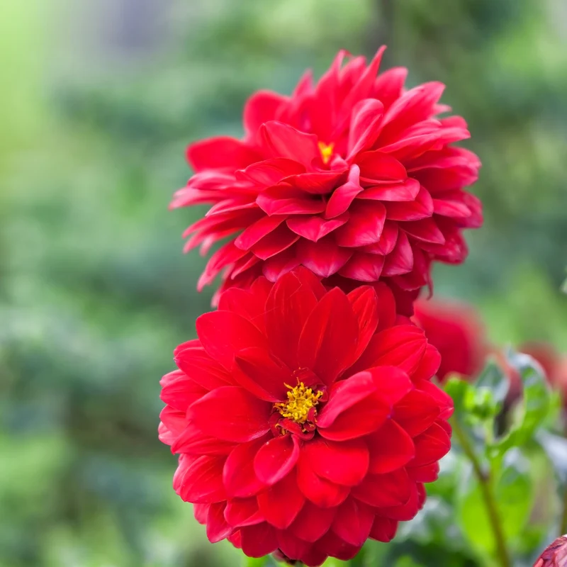 Dahlia rouge