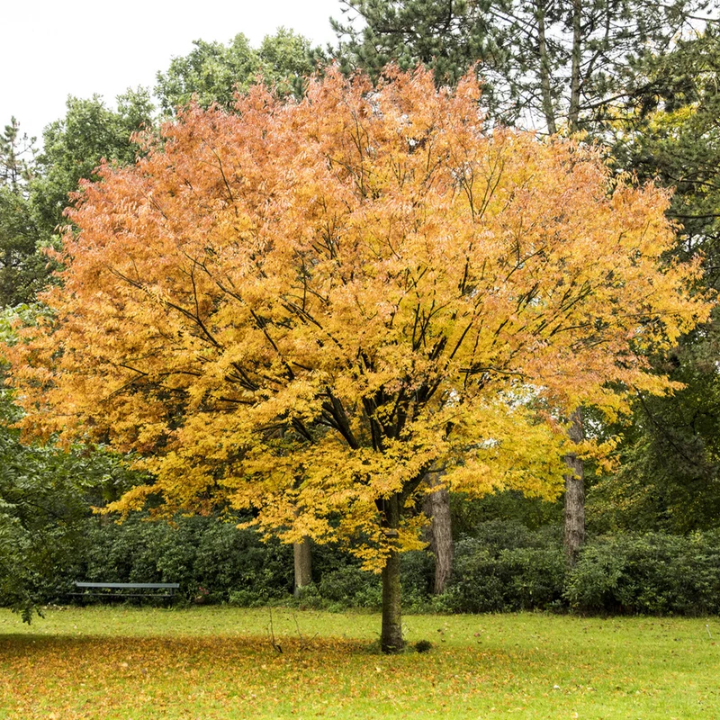 Orme de Sibérie - Zelkova serrata