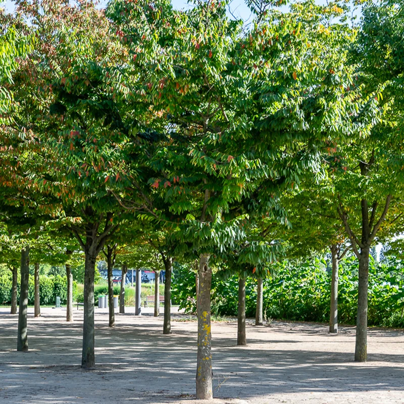 Orme de Sibérie - Zelkova serrata