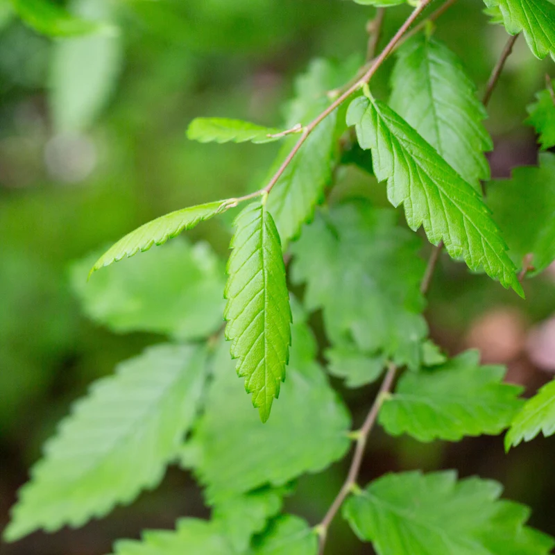 Orme de Sibérie - Zelkova serrata