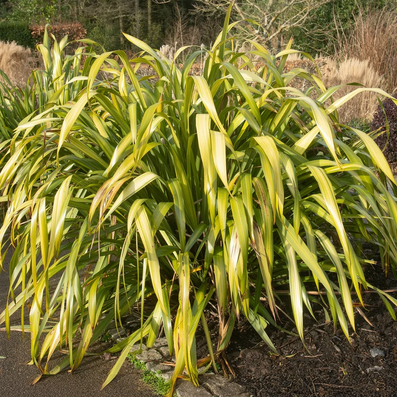 Phormium Yellow Wave - Lin de Nouvelle-Zélande