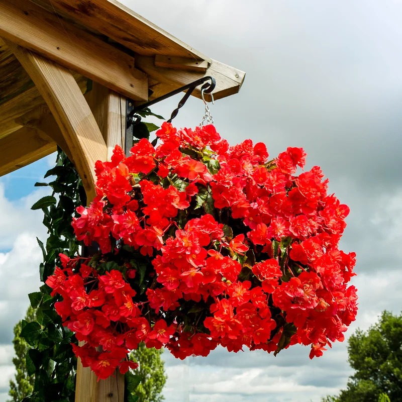 Bégonia retombant rouge