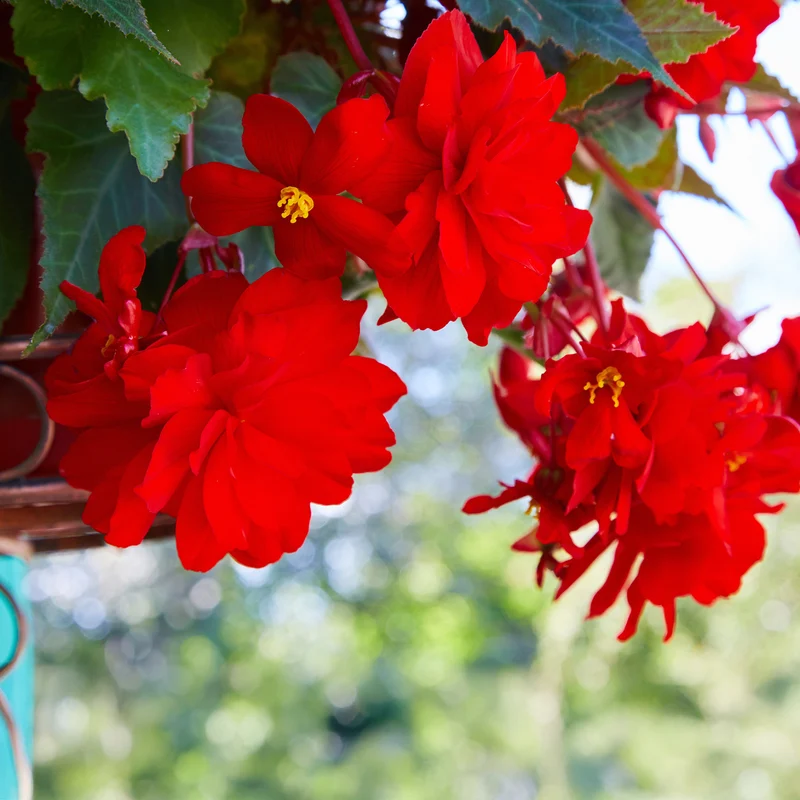 Bégonia retombant rouge