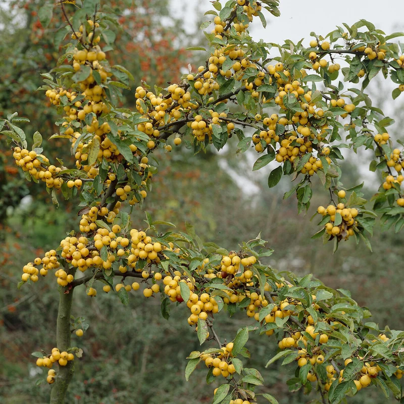 Pommier d'ornement Golden Hornet