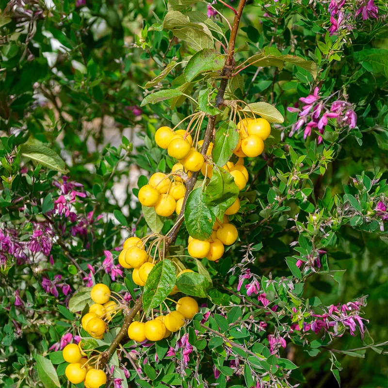 Pommier d'ornement Golden Hornet