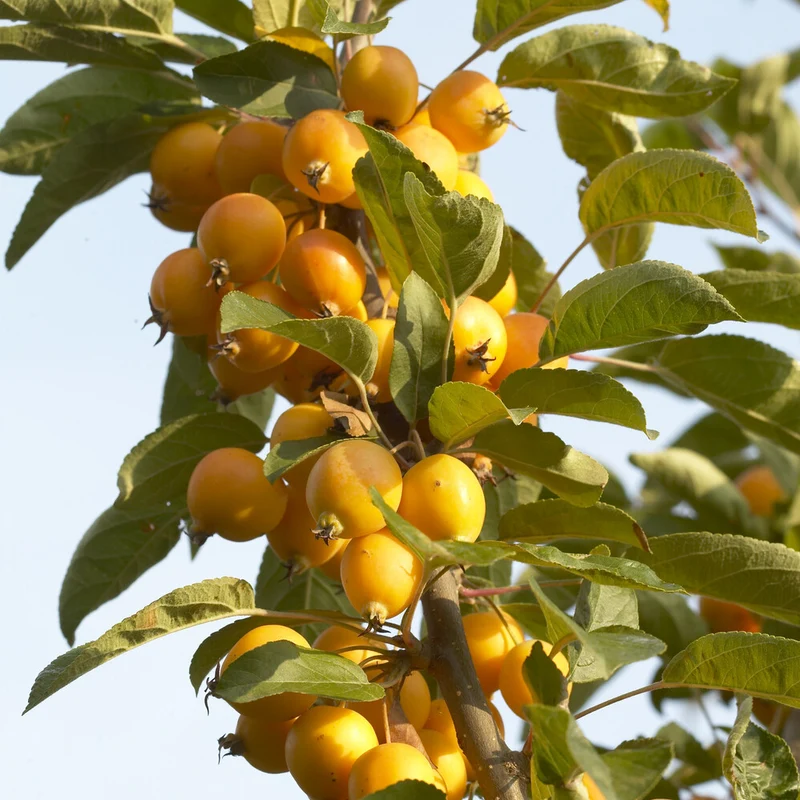 Pommier d'ornement Golden Hornet