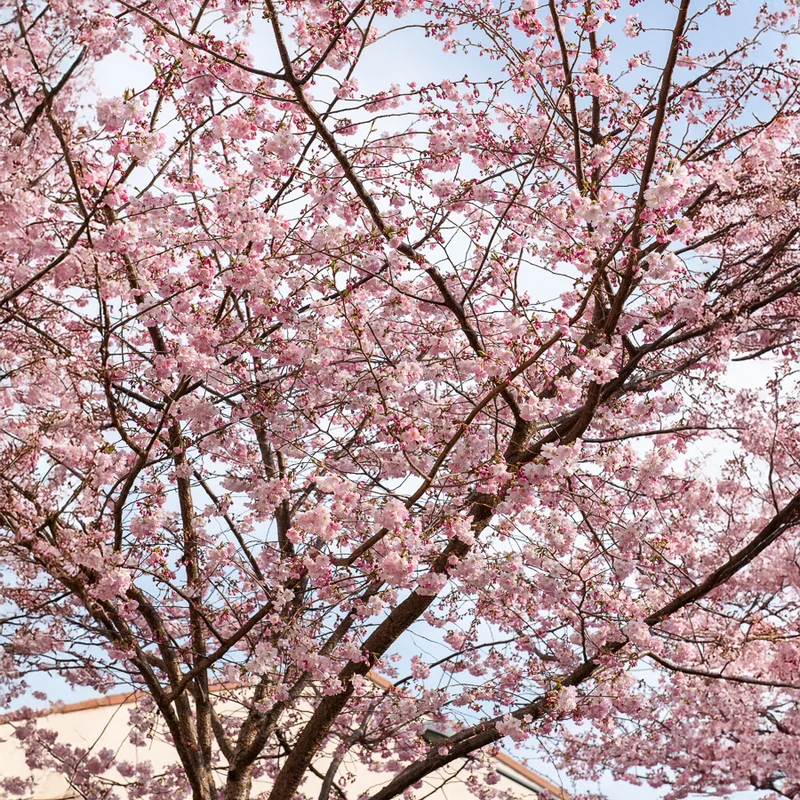 Cerisier à fleurs du Japon Accolade