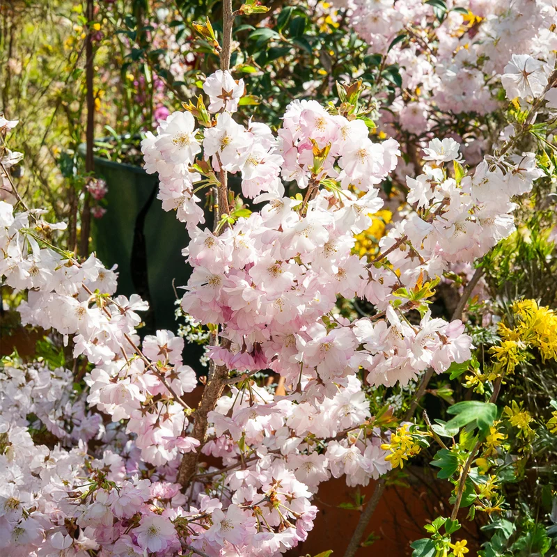 Cerisier à fleurs du Japon Accolade