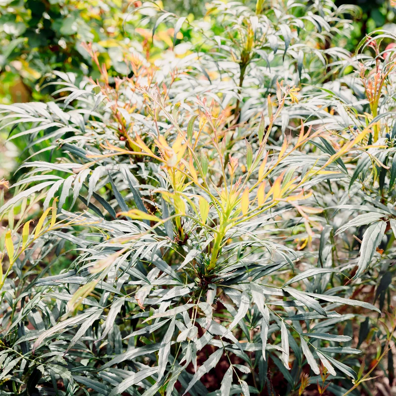 Mahonia confusa Narihira